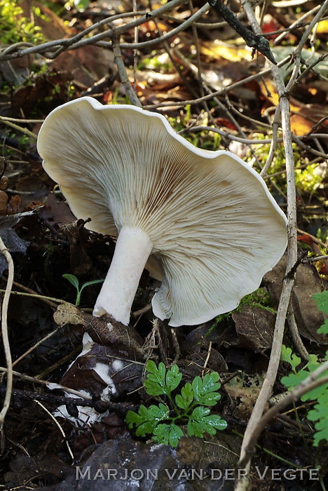 Nevelzwam - Clitocybe nebularis var. alba